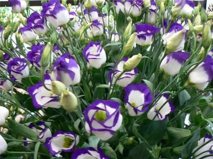 Eustoma sau lisianthus ce legende există despre ea