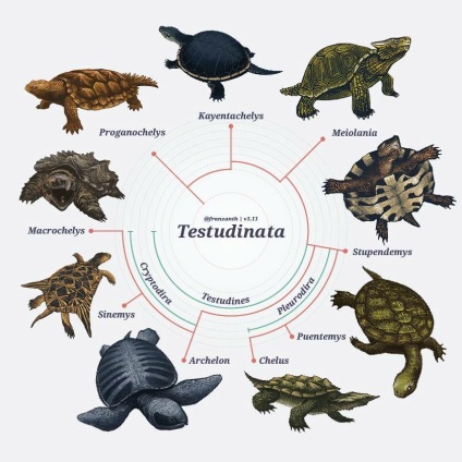Evoluția este despre țestoase și țestoase