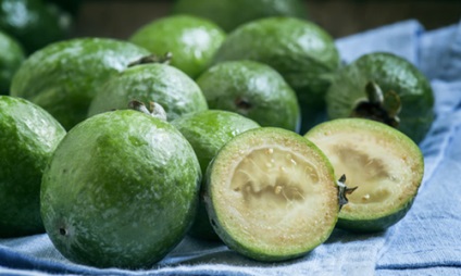 Feijoa taxă de vivacitate pentru iarnă