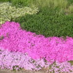 Phlox târâtoare plantare, creștere și îngrijire