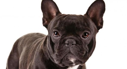 French Bulldogs Caracteristici, argumente pro și contra, Culoare