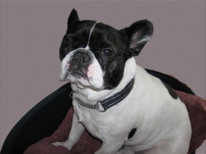 Francia bulldogok jellegzetes, plusz és mínusz, szín (szín) Francia Bulldogok Jellemzői, előnyei és hátrányai, Szín