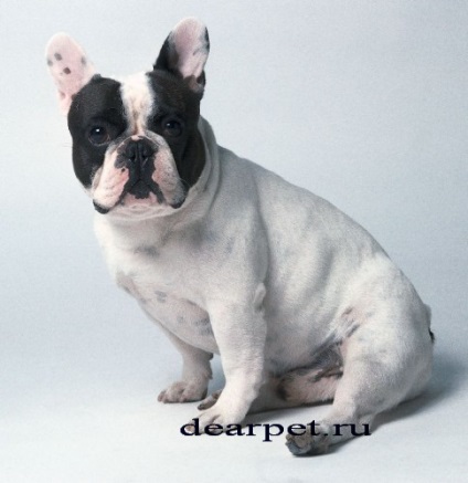 French Bulldog