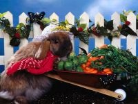 Fructe legume pentru iepuri, dieta iepure, legume fructe plante iepure, în condiții de siguranță periculoase