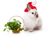 Fructe legume pentru iepuri, dieta iepure, legume fructe plante iepure, în condiții de siguranță periculoase