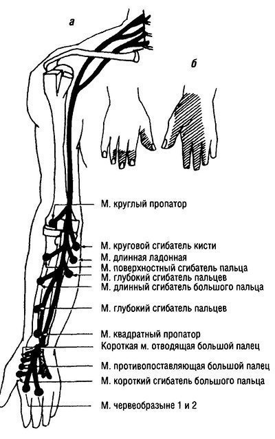 Teste musculare funcționale ale nervilor membrelor superioare