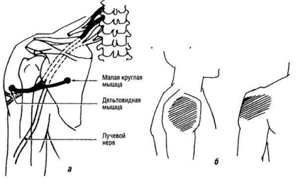 Teste musculare funcționale ale nervilor membrelor superioare