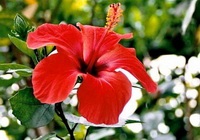 Hibiscus proprietăți utile, ceai de flori de hibiscus, contraindicații, fotografie