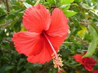 Hibiscus proprietăți utile, ceai de flori de hibiscus, contraindicații, fotografie