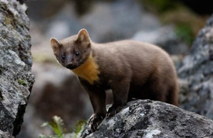 Sable și marten hibriza fotografie și descriere