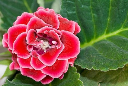 Gloxinia, secretele maro