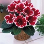 Gloxinia, secretele maro