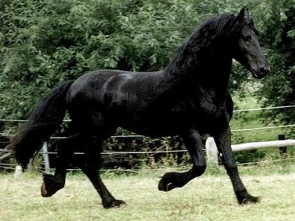 Harnașul olandez, fotografia calului, descrierea, originea