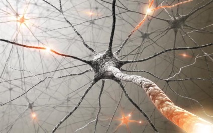 Neuronii cerebrale, neuroglia, stresul și dragostea
