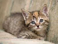 Хороскоп котки, родени под знака на зодиака риби - всичко за котки и котки с любов