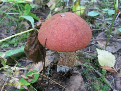 Bolete de ciuperci