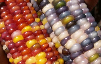 Fermierii din India au crescut porumbul multicolor