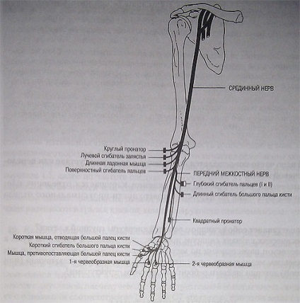 Inervarea membrelor superioare - camera de urgență neoficială din Ekaterinburg