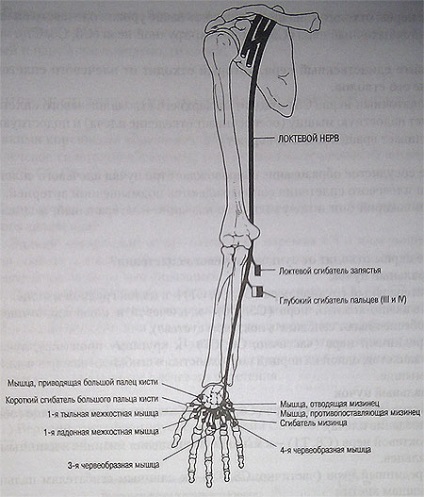 Inervarea membrelor superioare - camera de urgență neoficială din Ekaterinburg