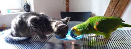 Povestea prieteniei unui papagal și a unei pisici