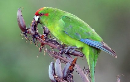 Kakariki - papagali de jumperi