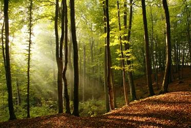 Cum să fii dacă te pierzi în pădure