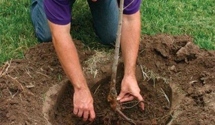 Cum și ce să fertilizeze copacii din grădină - terenuri de fermă