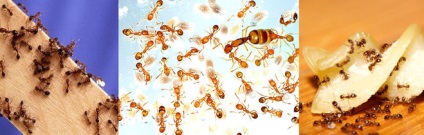 Cum sa scapi de furnici, daca exista animale de companie (cm)