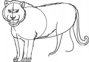 Cum să desenezi un tigru cu un creion - dezvoltarea unui logo și a unei identități corporatiste, crearea de site-uri la cheie