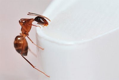 Cum se detectează furnicile dintr-un apartament, ce rău provoacă și ce metode populare îi luptăm