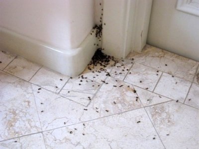Cum se detectează furnicile dintr-un apartament, ce rău provoacă și ce metode populare îi luptăm