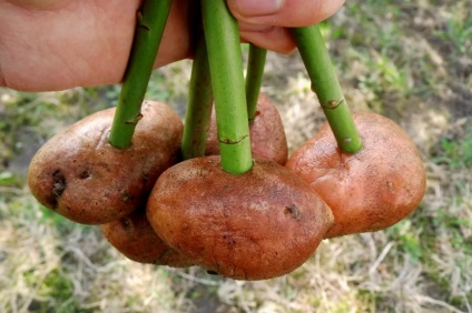 Cum să plantați un trandafir dintr-un buchet