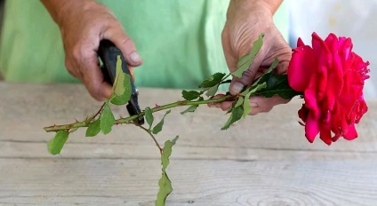 Cum să plantați un trandafir dintr-un buchet