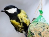 Cum să hrăniți în mod corespunzător păsările în timpul iernii pe acest lucru ar trebui să acorde o atenție, site-ul feminin