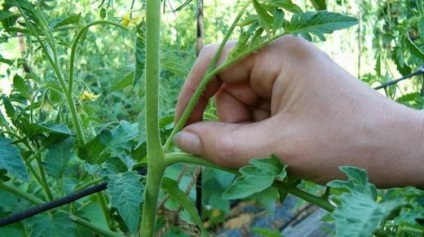 Cum să patroneze roșiile, răsfățând o tomată