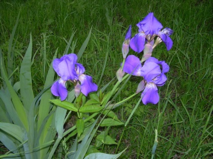 Cum sa alegi locul potrivit pentru iris