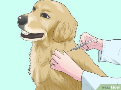 Cum să preveniți scabia la câini