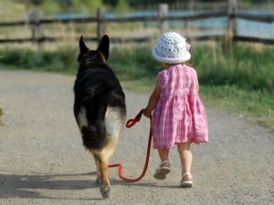 Cum să obișnuiți un câine la toaleta de pe stradă