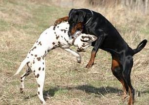 Cum de a separa câinii într-o luptă