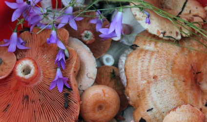 Cum să săruri ciuperci fără gătit pentru rețetele de iarnă gătit aceste conserve alimente în limba rusă, în Altaic