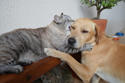 Hogyan élsz egy macskával és egy kutyával - mint egy macska és egy kutya