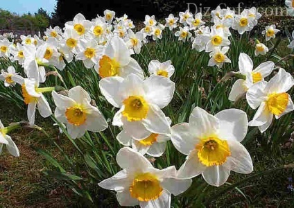 Cum să ai grijă de flori de iris, narcis