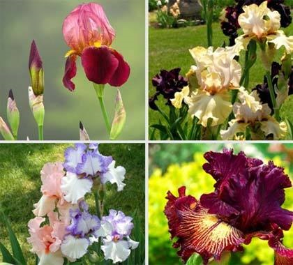 Cum să ai grijă de flori de iris, narcis