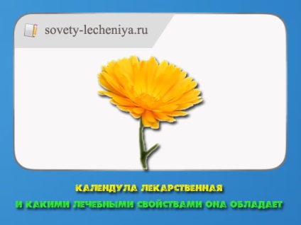 Calendula officinalis și proprietățile sale vindecătoare