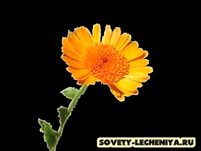 Calendula officinalis și proprietățile sale vindecătoare