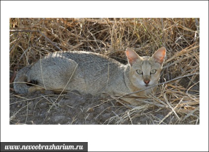 Reed cat