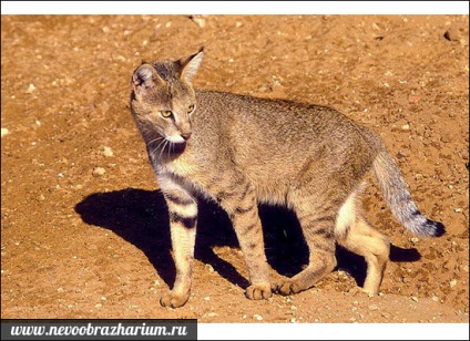 Reed cat