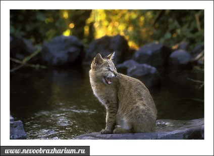 Reed cat