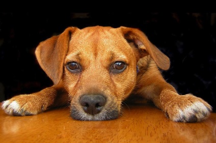 Tuse la un câine care poate fi asociată cu o tuse