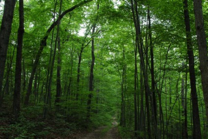 De ce vis visuri de padure, a se vedea toamna, întuneric, verde, ardere, iarnă, plimbare, merge, casa,